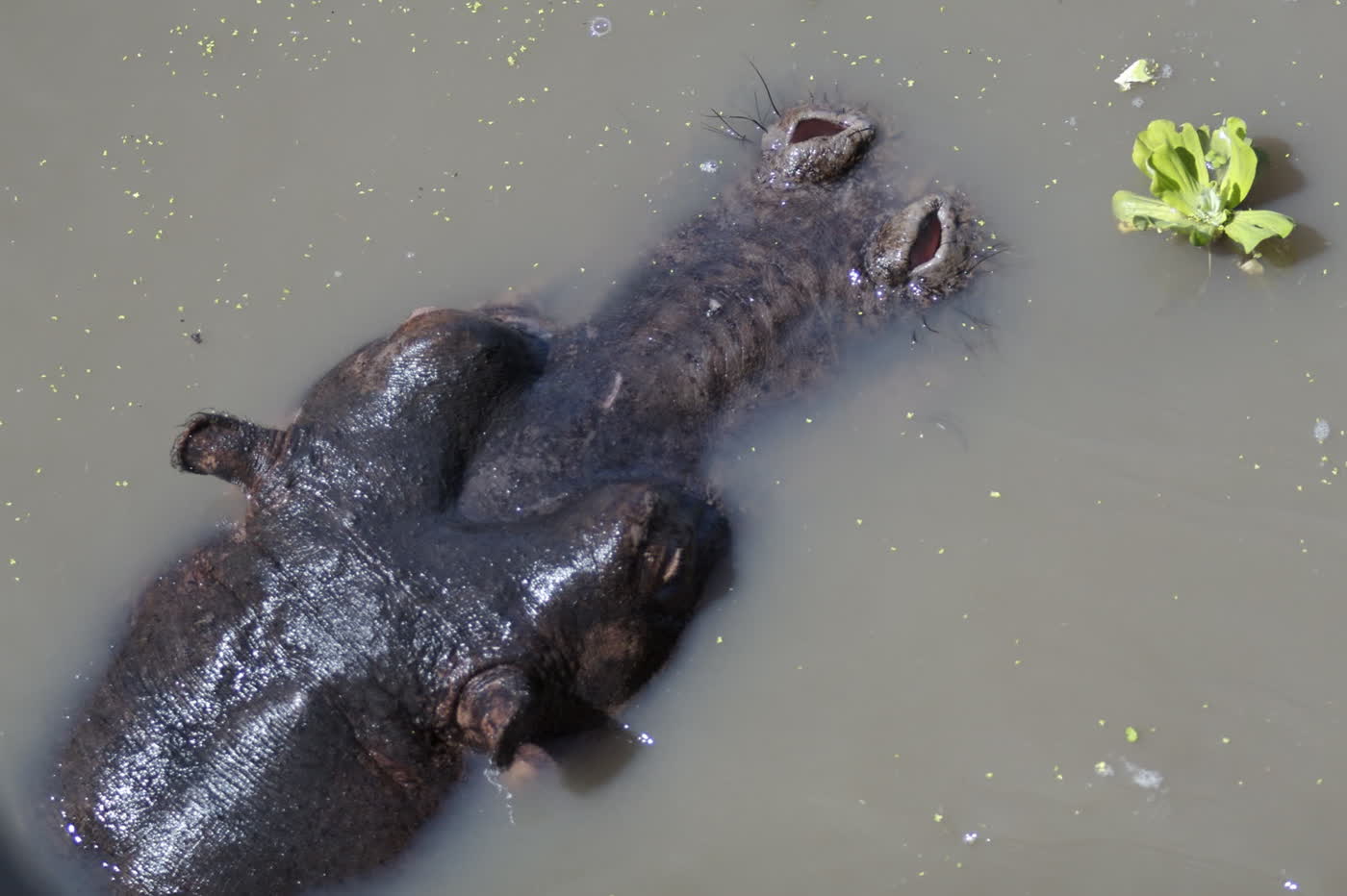 Hippo pool in Katavi National Park during the dry season