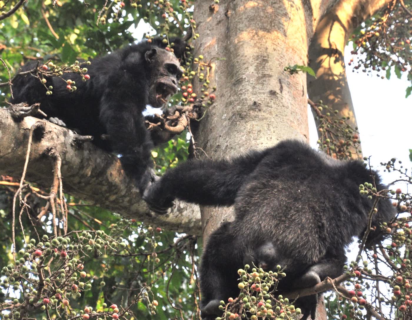 Chimpanzee in the forest of Mahale Mountains National Park