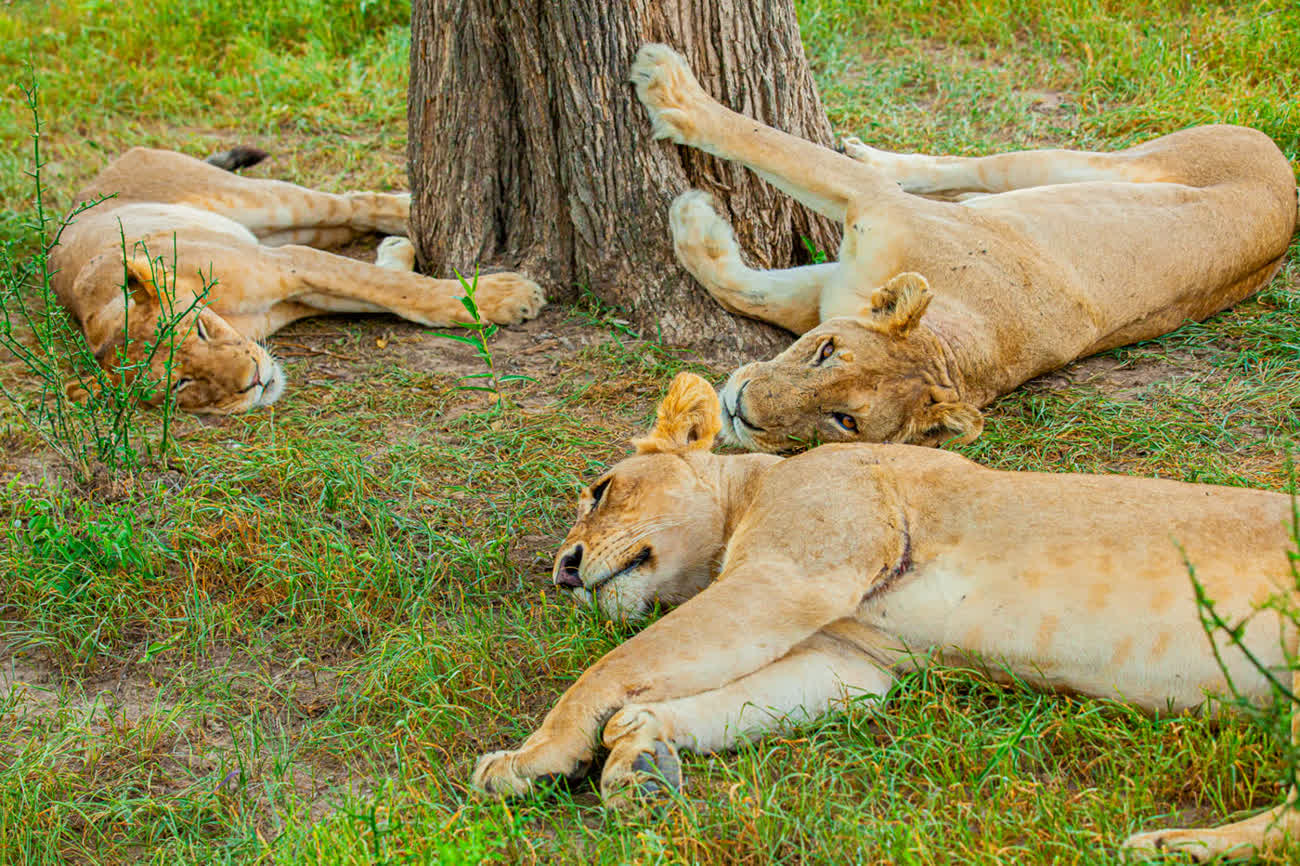 Lions resting under a tree in Mikumi National Park