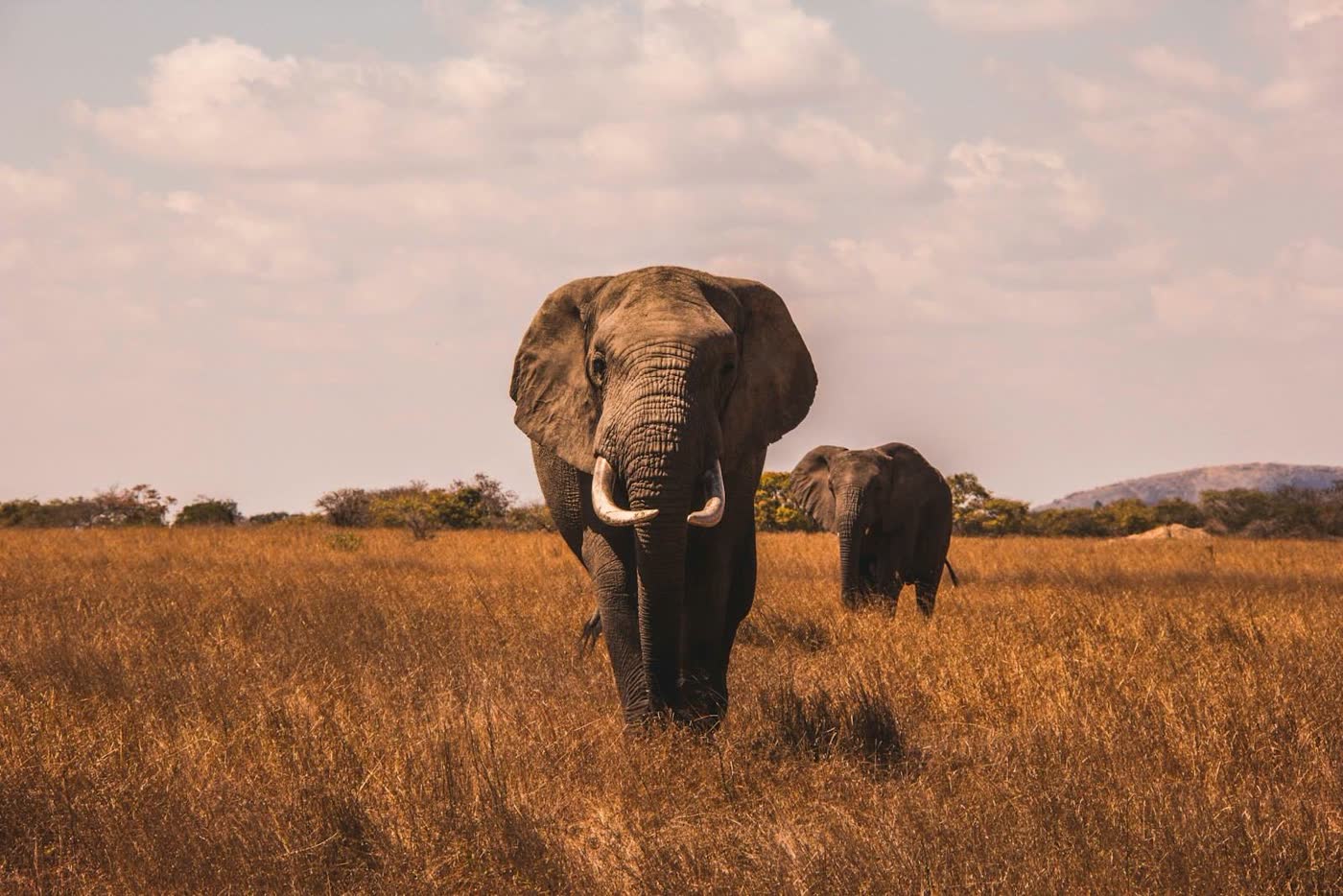 Elephant herd among baobab trees in Tarangire National Park