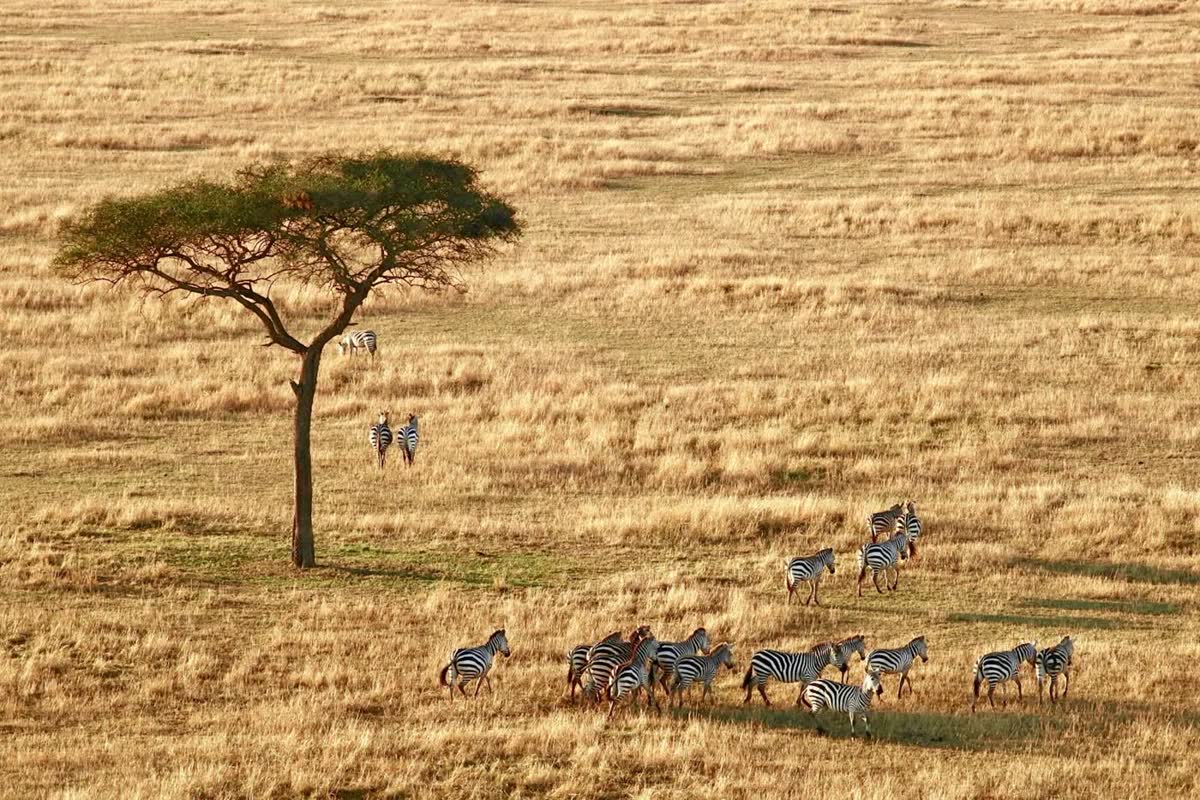 Wildebeest migration in the Serengeti