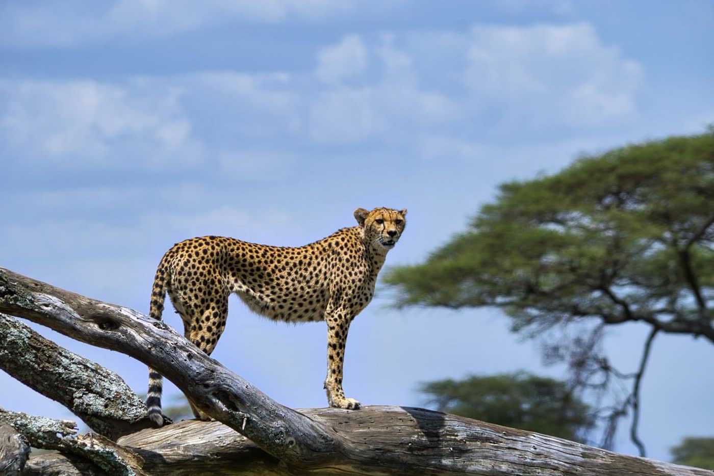 Serengeti safari