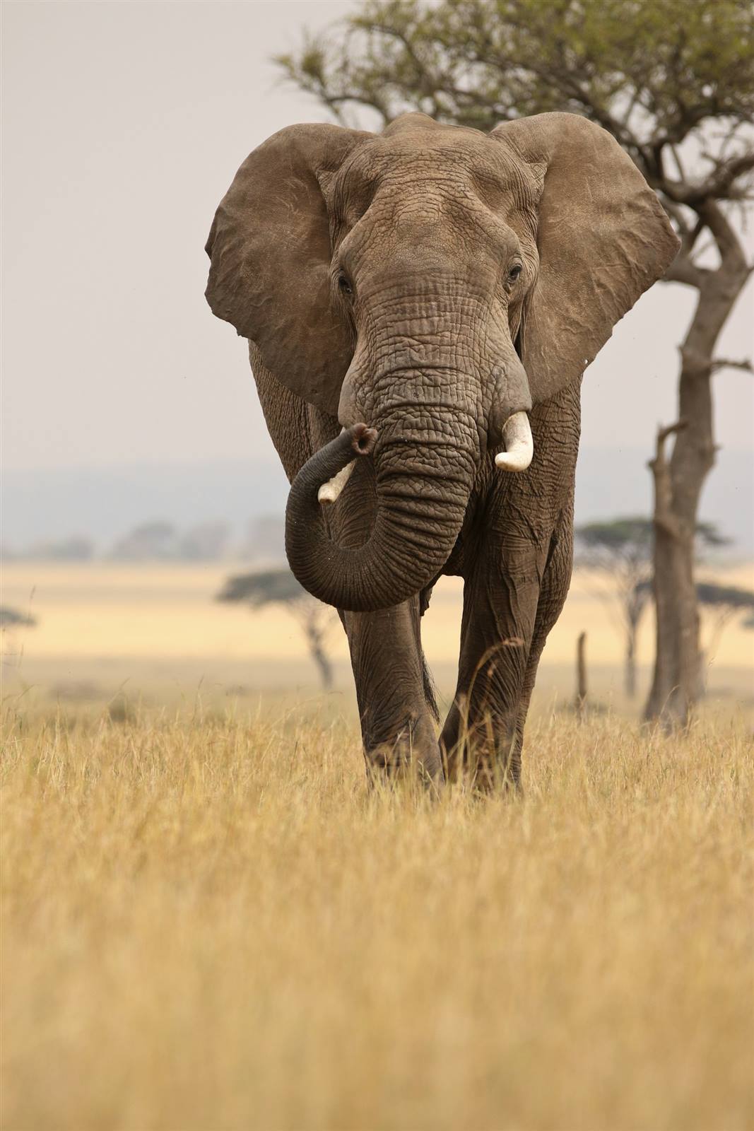 Elephant conservation in Tanzania