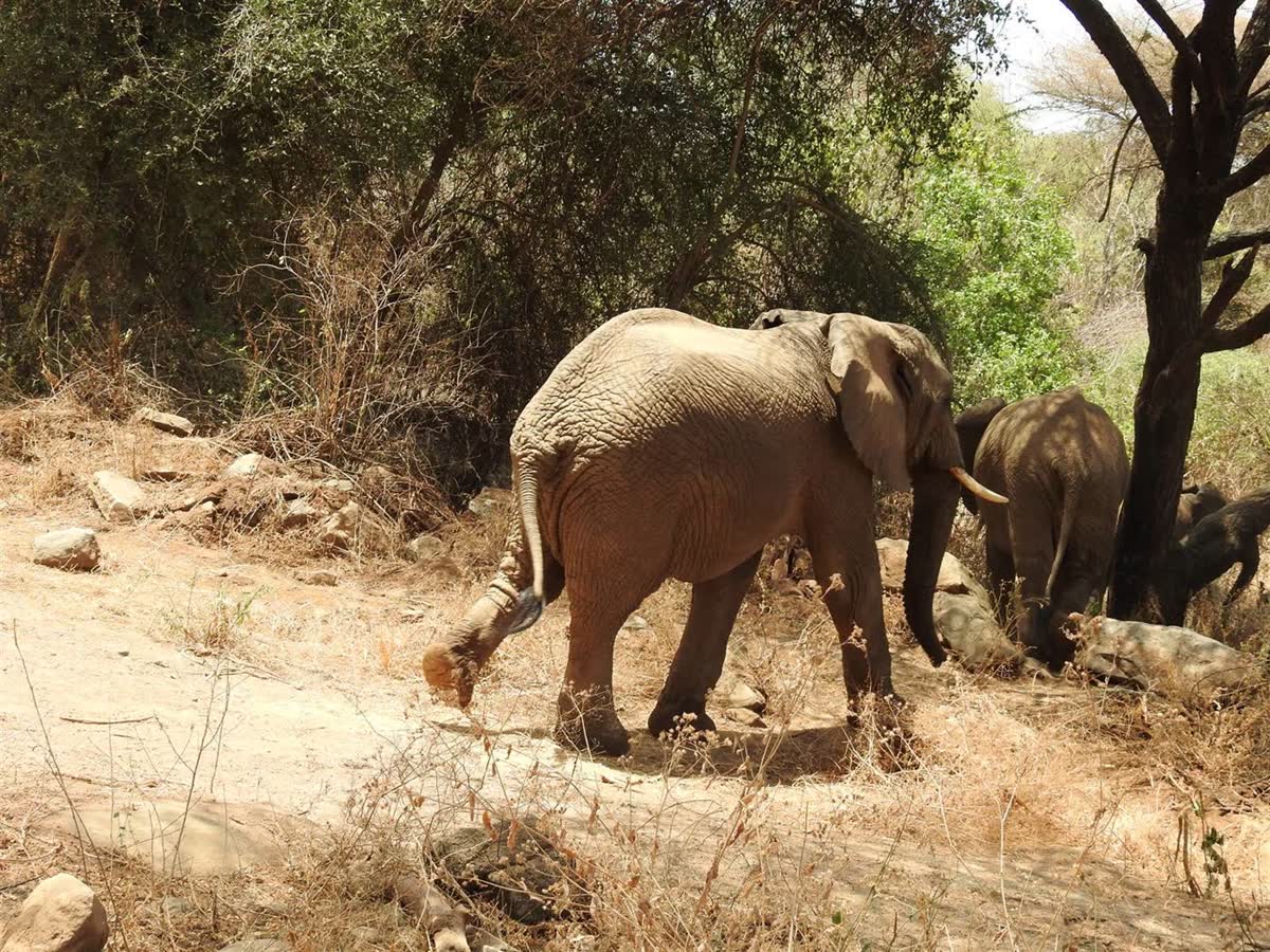 Elephants in Ruaha National Park, Tanzania