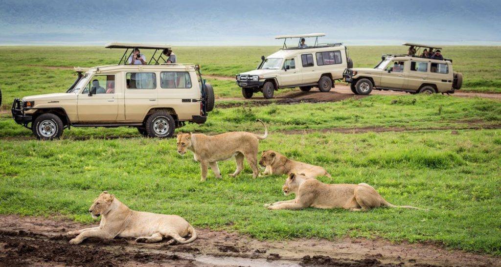 Lions and safari vehicles in Ngorongoro Crater
