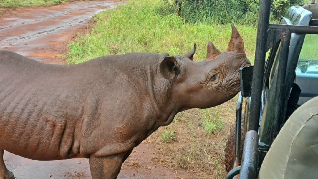 Black rhino at the Mkomazi National Park conservation project