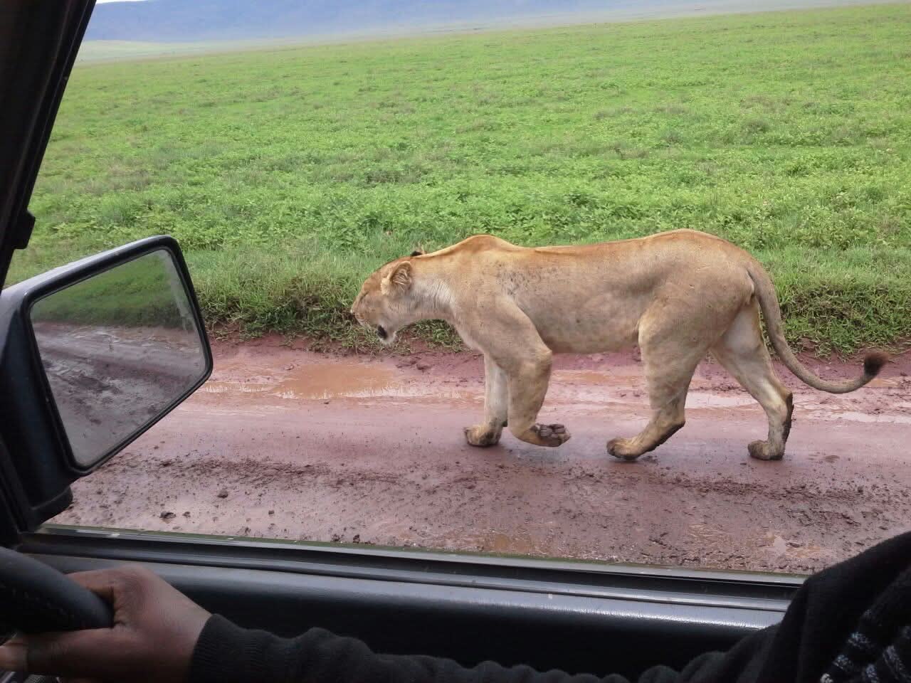 Lioness beside an NGULI safari vehicle in the Ngorongoro Crater