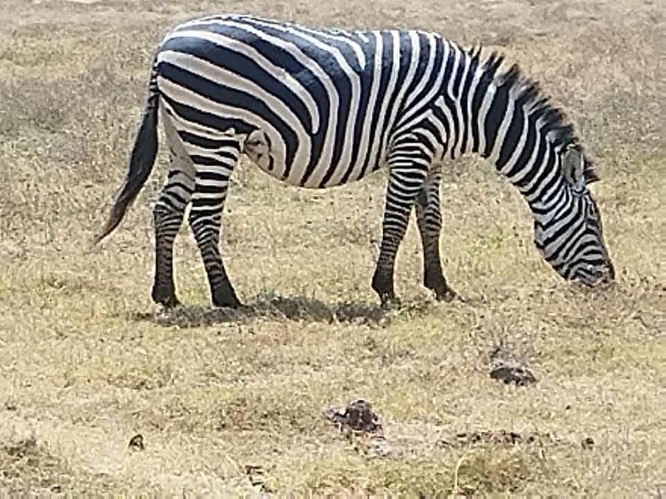 Zebra grazing in the Ngorongoro Crater