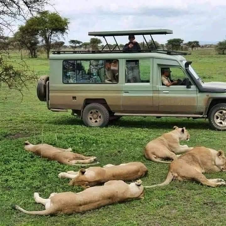 NGULI safari vehicle with guests watching a pride of lions