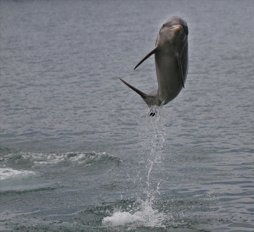 Bottlenose dolphin leaping from the Indian Ocean